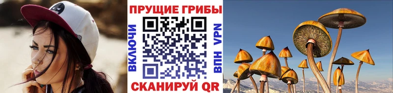 купить наркоту  Ирбит  Псилоцибиновые грибы GOLDEN TEACHER 